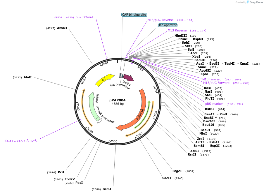 160911-plasmid-map-sequence-id-316761