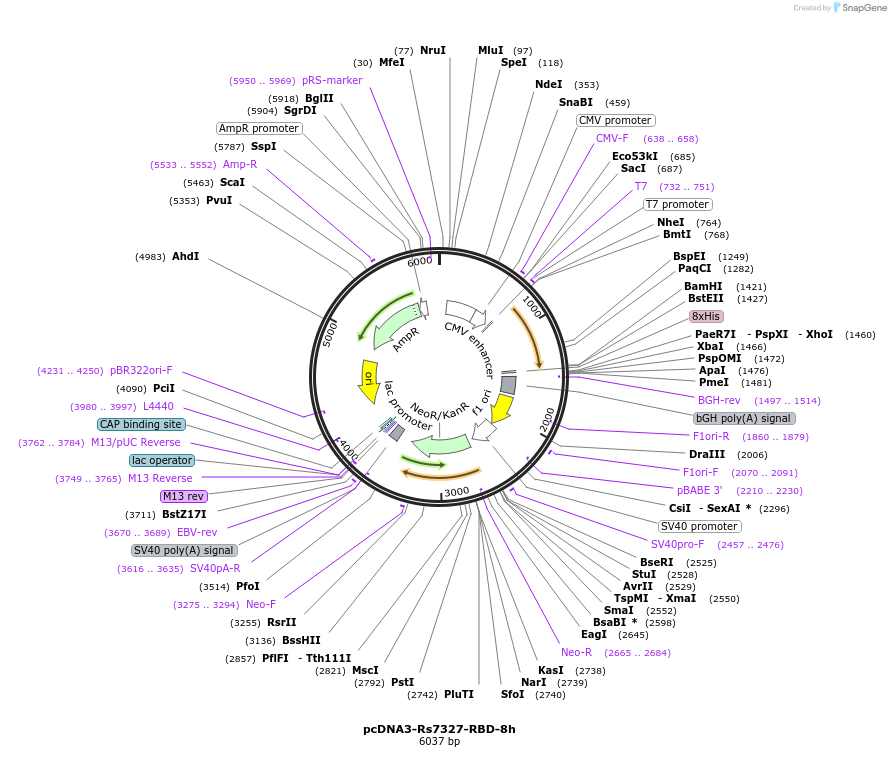 161823-plasmid-map-sequence-id-316772