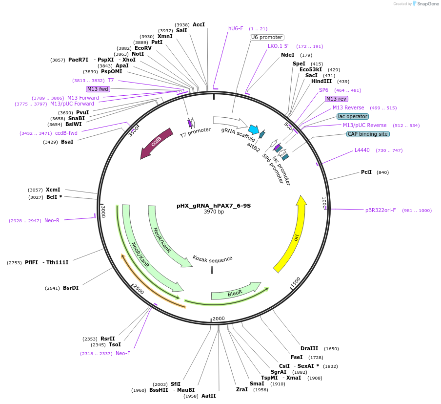 160453-plasmid-map-sequence-id-316786