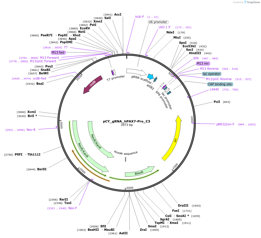 160454-plasmid-map-sequence-id-316787