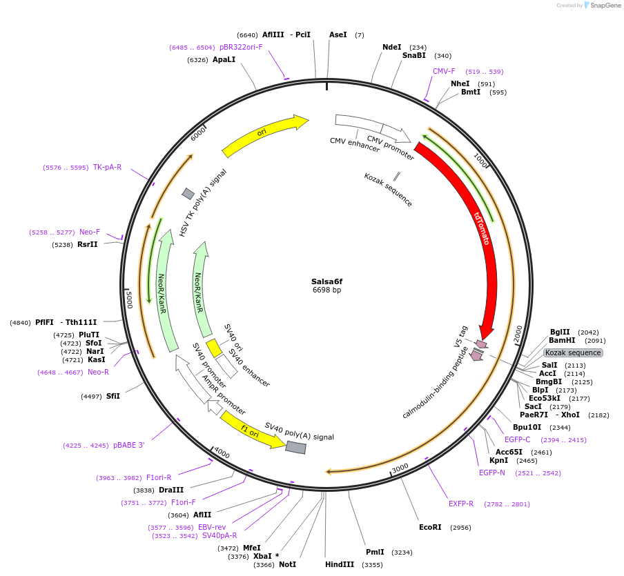 140188-plasmid-map-sequence-id-316791