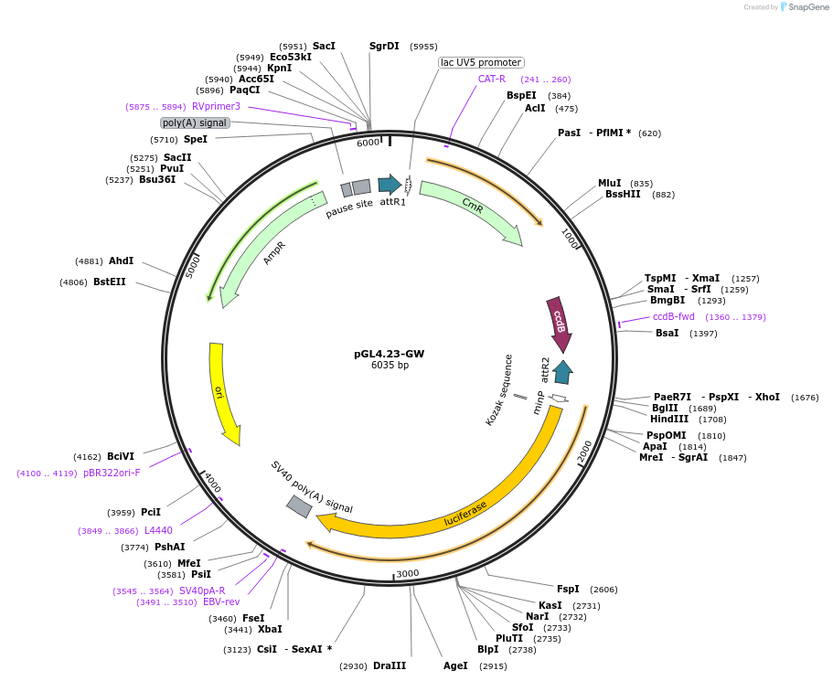 60323-plasmid-map-sequence-id-316810