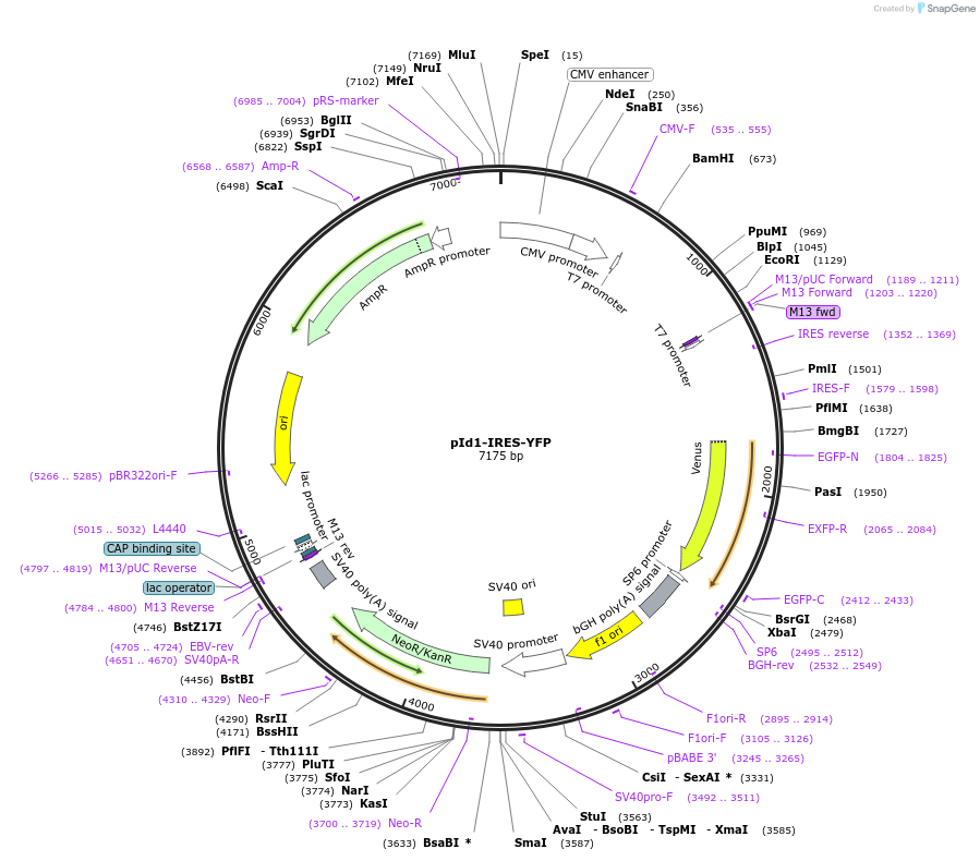 22667-plasmid-map-sequence-id-316812
