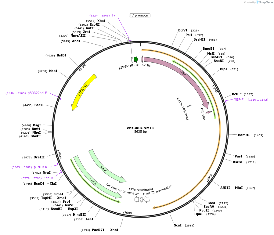 154047-plasmid-map-sequence-id-316813