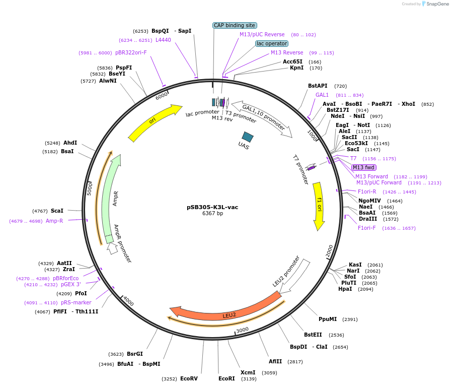 20053-plasmid-map-sequence-id-316816