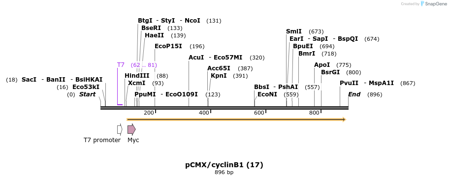 31686_map