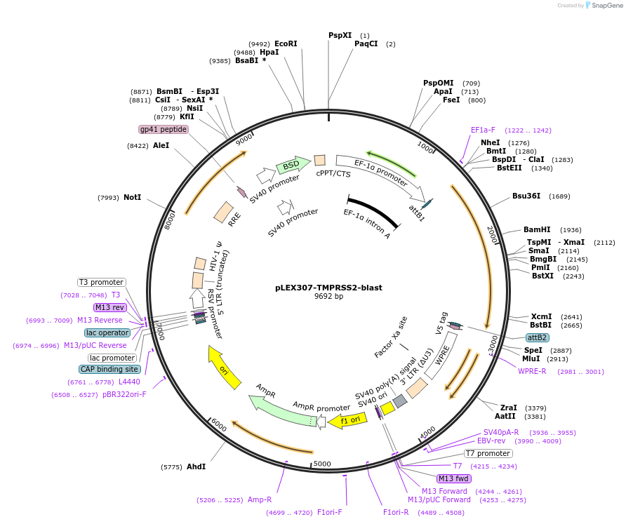 158458-plasmid-map-sequence-id-316882