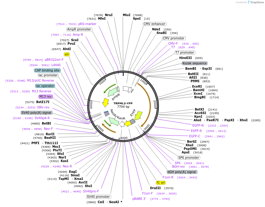 18830-plasmid-map-sequence-id-316886