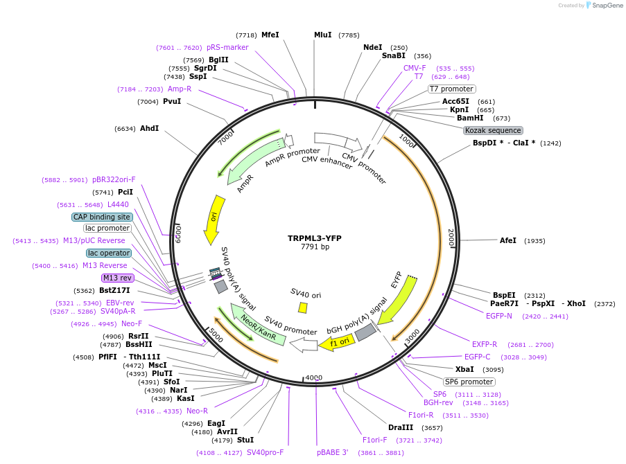 18835-plasmid-map-sequence-id-316889