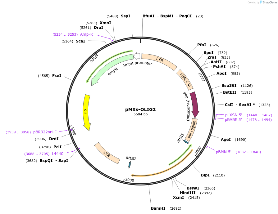 32933-plasmid-map-sequence-id-316896