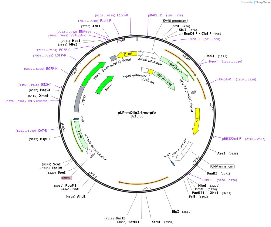49399-plasmid-map-sequence-id-316898