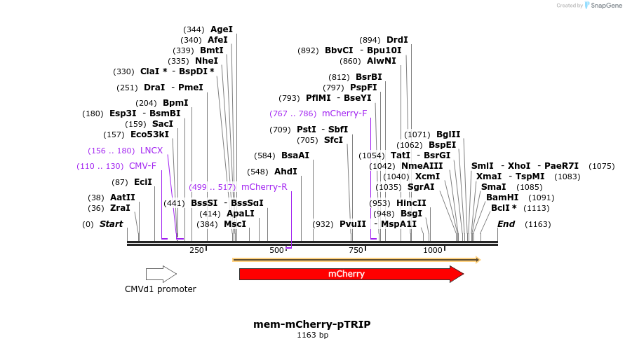 316899_map