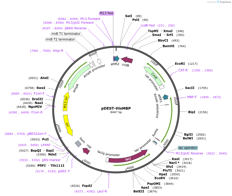 11085-plasmid-map-sequence-id-316900