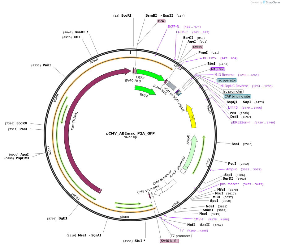 112101-plasmid-map-sequence-id-316901