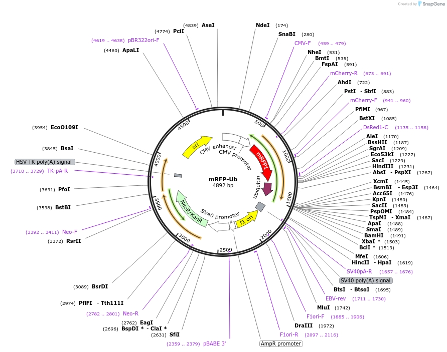 11935-plasmid-map-sequence-id-316902