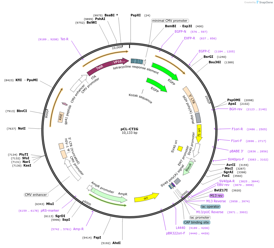 14901-plasmid-map-sequence-id-316907