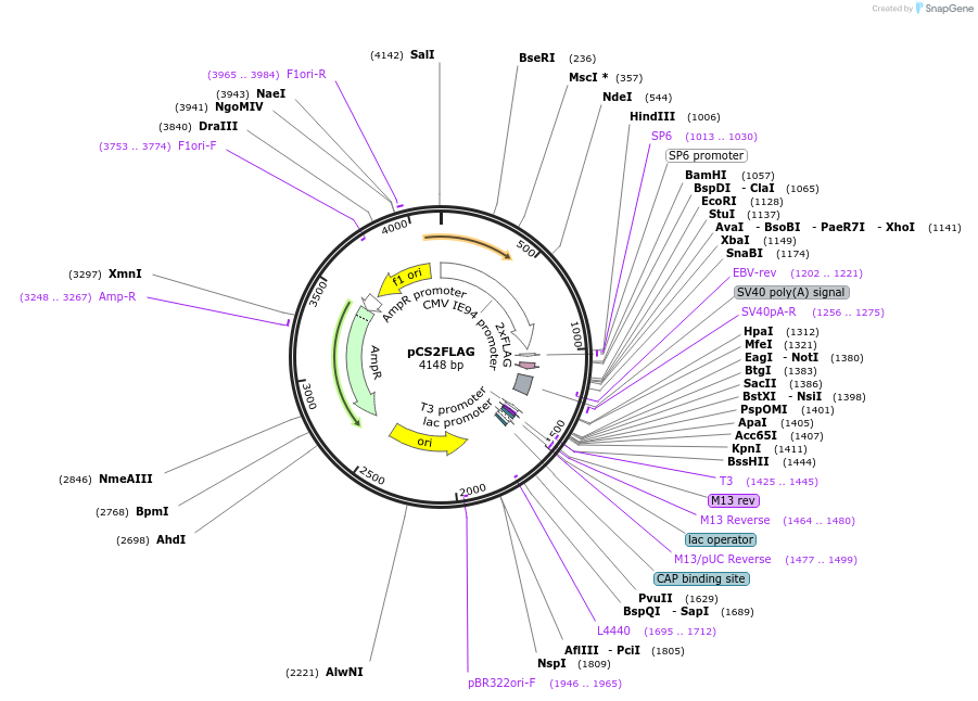 16331-plasmid-map-sequence-id-316908