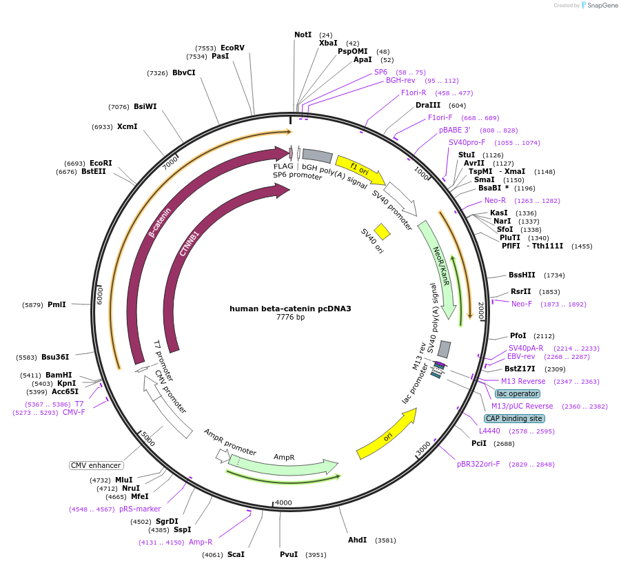 16828-plasmid-map-sequence-id-316910