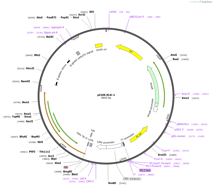 27156-plasmid-map-sequence-id-316916