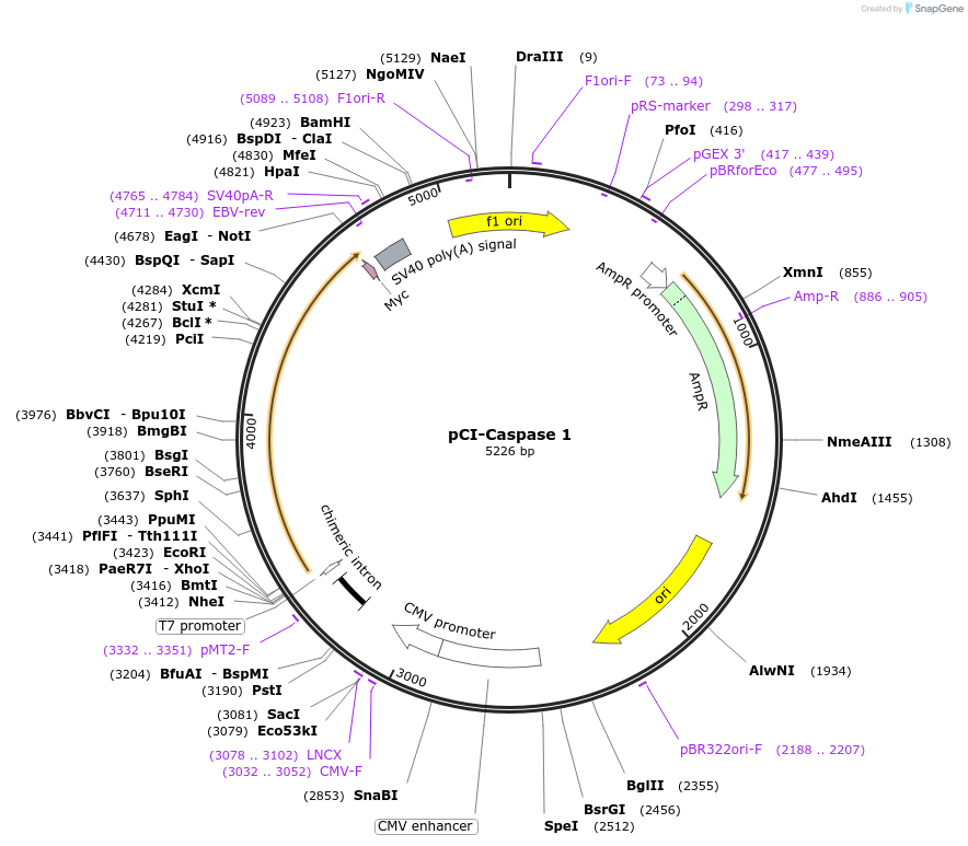 41552-plasmid-map-sequence-id-316919