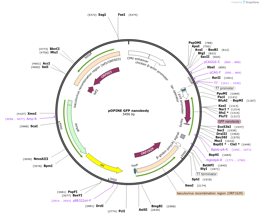 49172-plasmid-map-sequence-id-316923