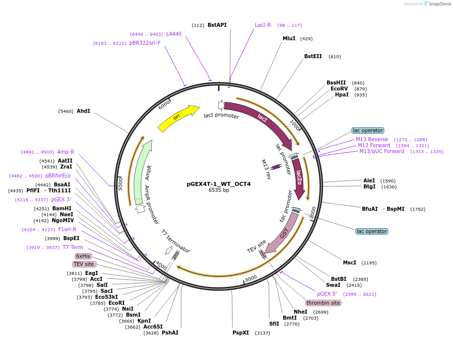 40633-plasmid-map-sequence-id-316936