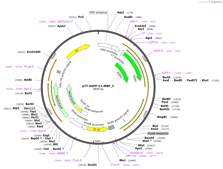 146318-plasmid-map-sequence-id-316940