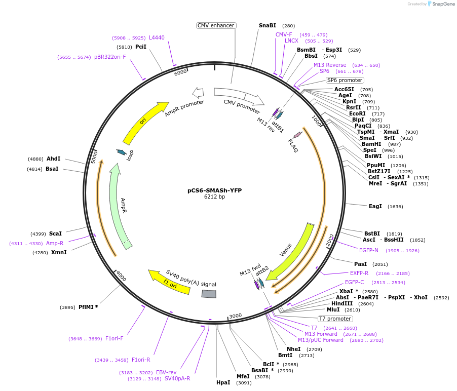 68852-plasmid-map-sequence-id-316941