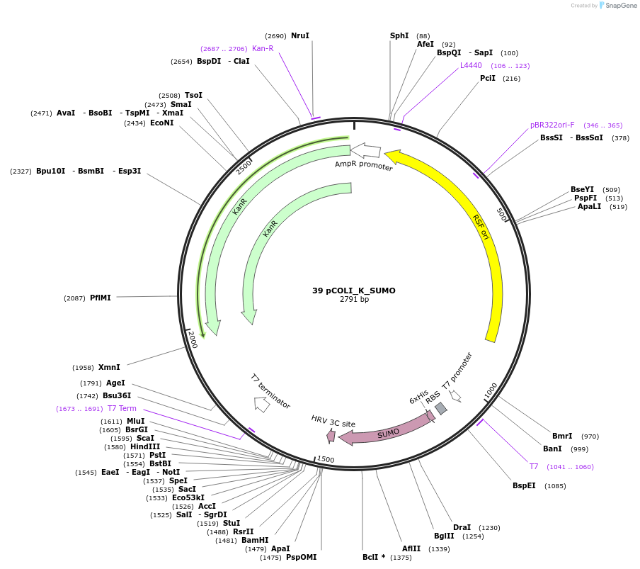 160182-plasmid-map-sequence-id-316942