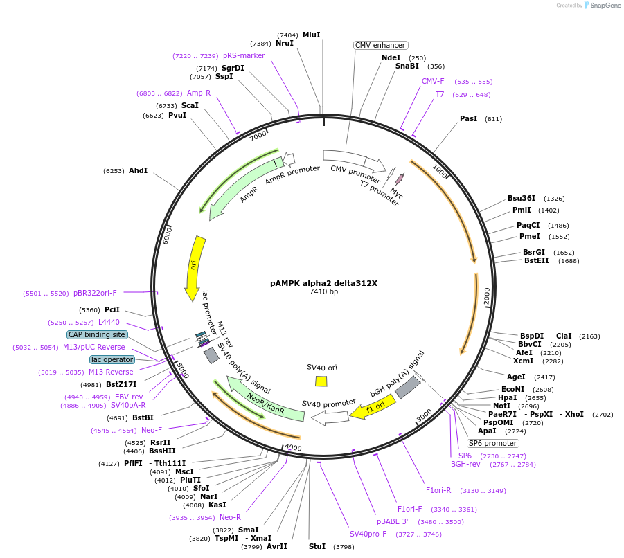 60127-plasmid-map-sequence-id-317039