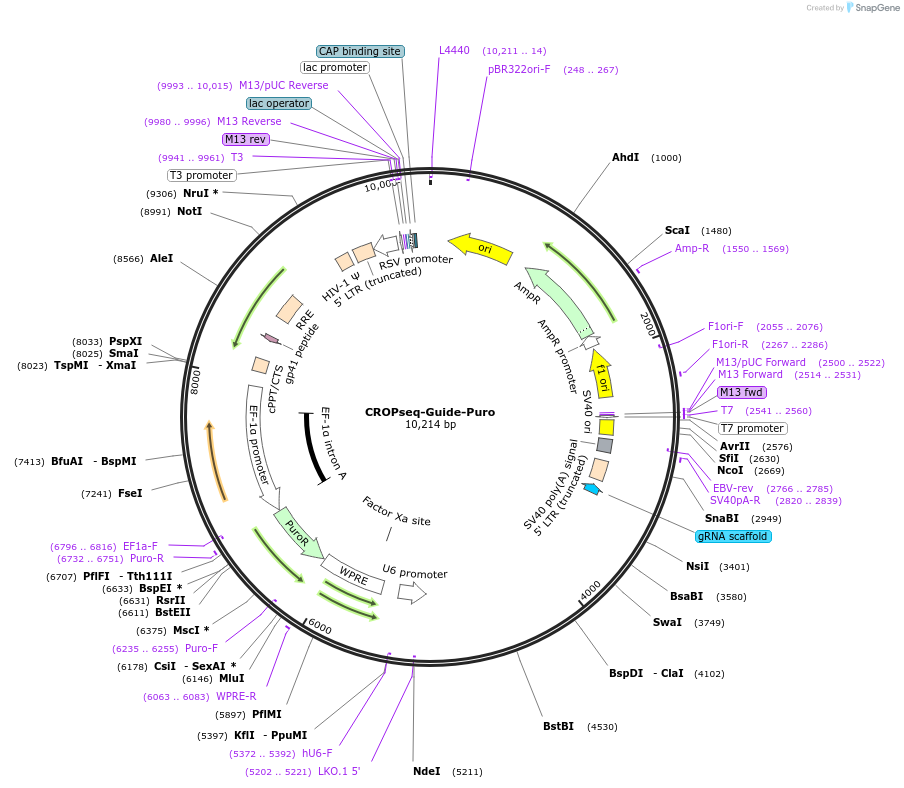 86708-plasmid-map-sequence-id-317051
