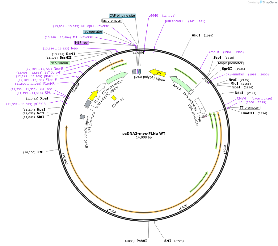 8982-plasmid-map-sequence-id-317052