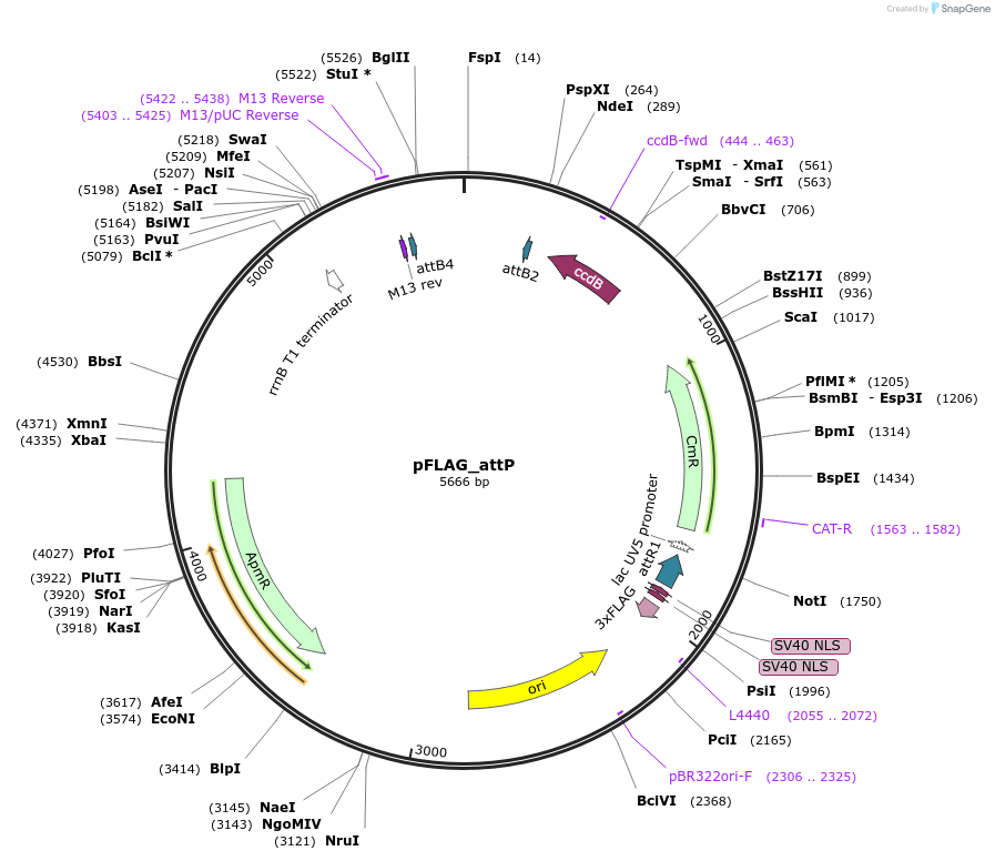 110095-plasmid-map-sequence-id-317064