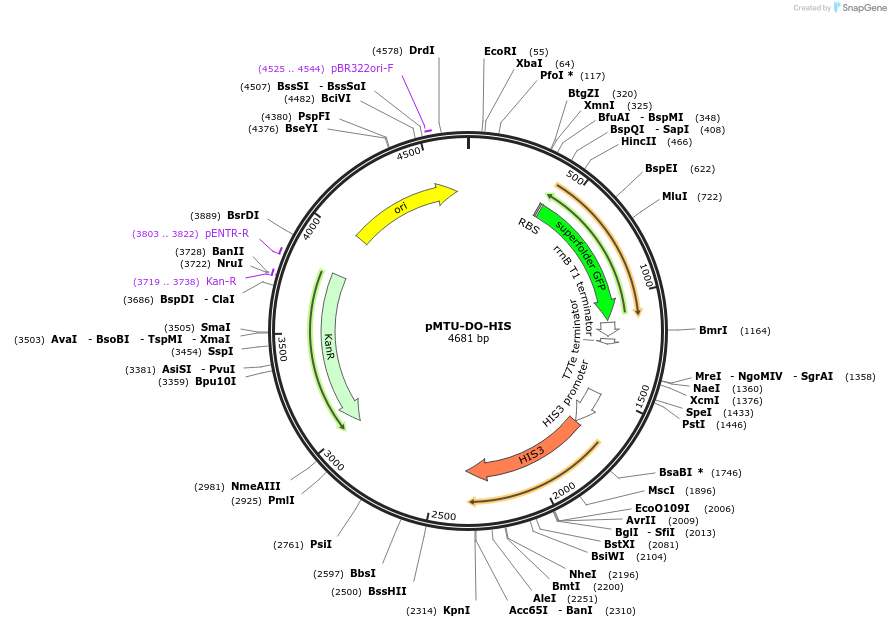 160005-plasmid-map-sequence-id-317068