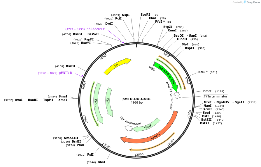 160007-plasmid-map-sequence-id-317071