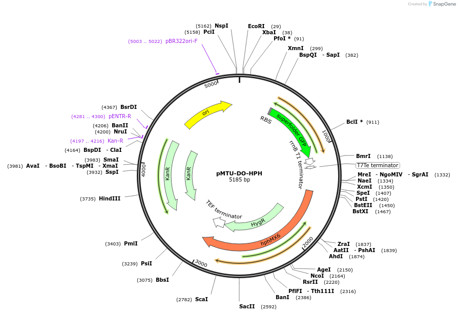 160008-plasmid-map-sequence-id-317072