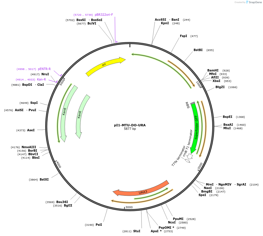 160009-plasmid-map-sequence-id-317073
