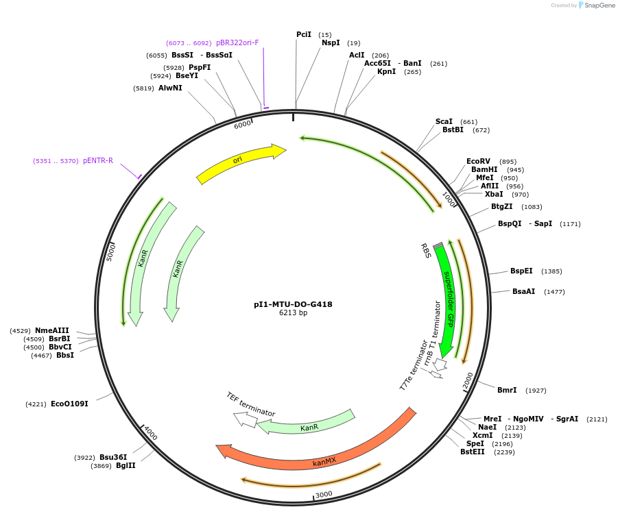 160012-plasmid-map-sequence-id-317075
