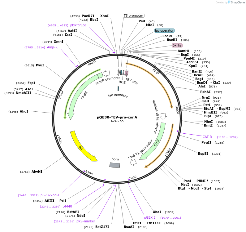 159527-plasmid-map-sequence-id-317076