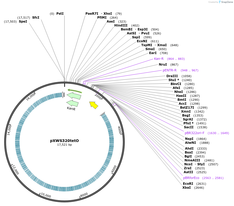160830-plasmid-map-sequence-id-317078