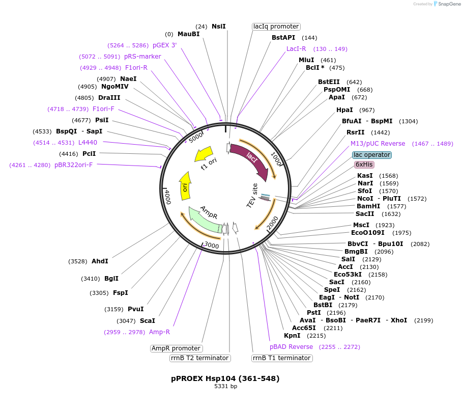 1317-plasmid-map-sequence-id-317080