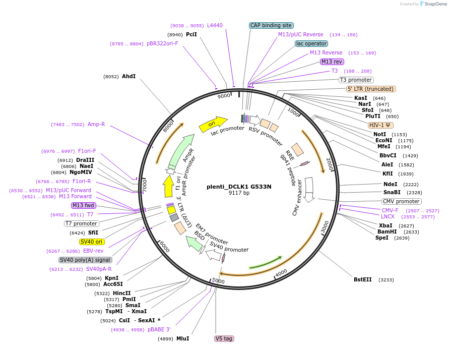 317081_map