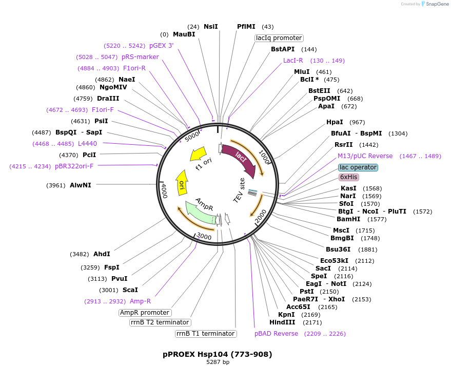 1316-plasmid-map-sequence-id-317088