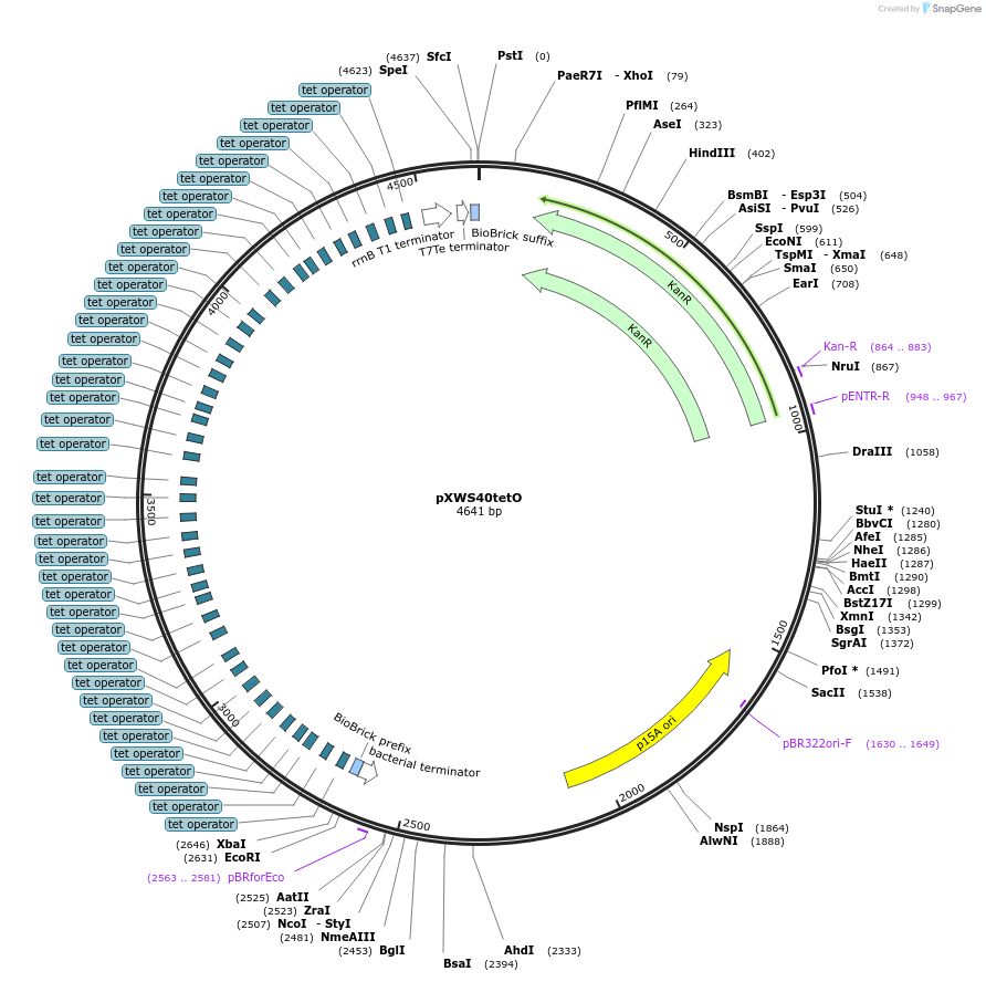 160827-plasmid-map-sequence-id-317106