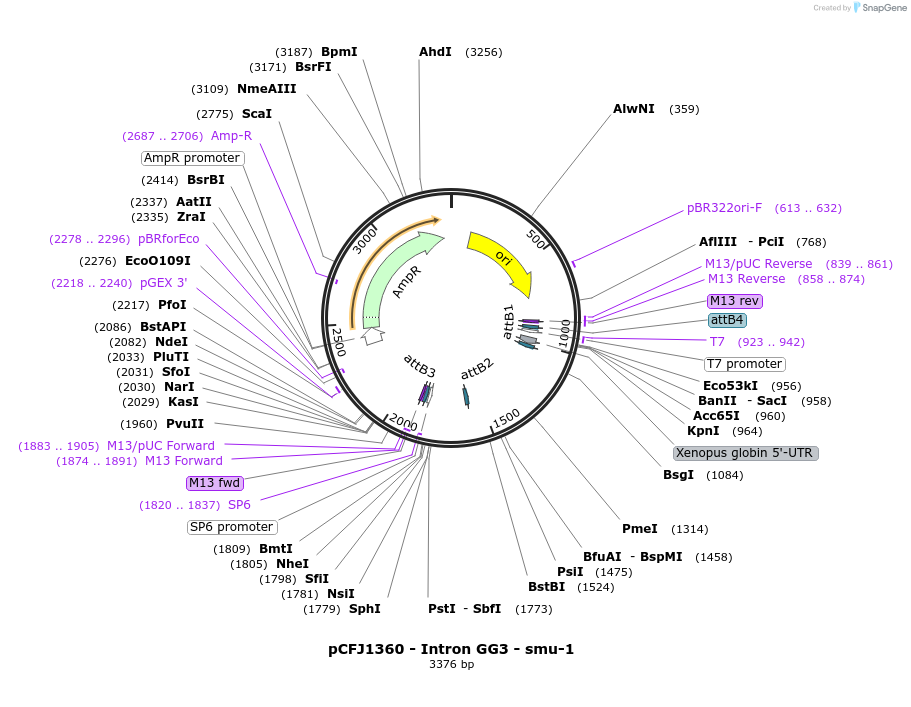 159806-plasmid-map-sequence-id-317110