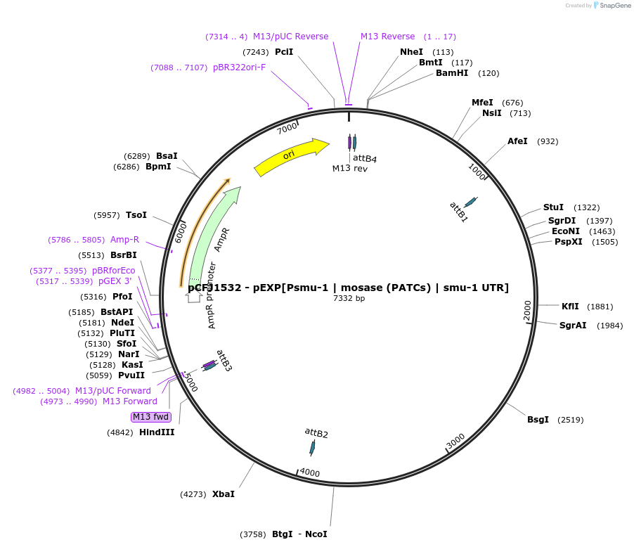 159807-plasmid-map-sequence-id-317118