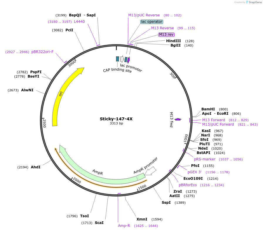158575-plasmid-map-sequence-id-317165