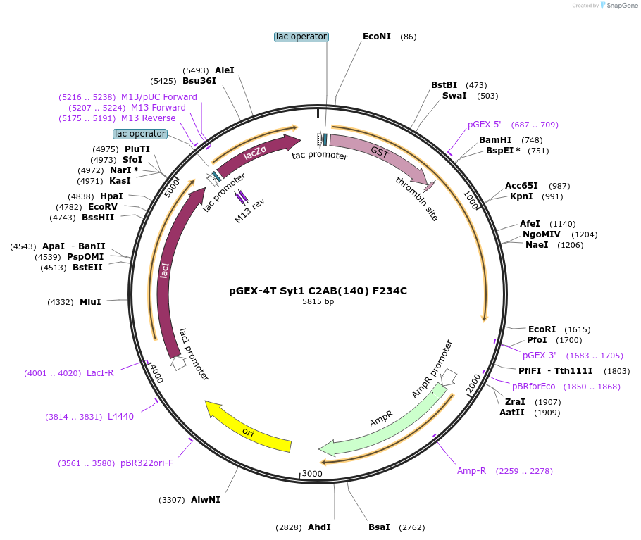 134697-plasmid-map-sequence-id-317168