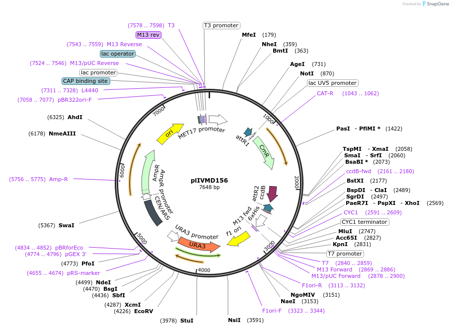 160934-plasmid-map-sequence-id-317201