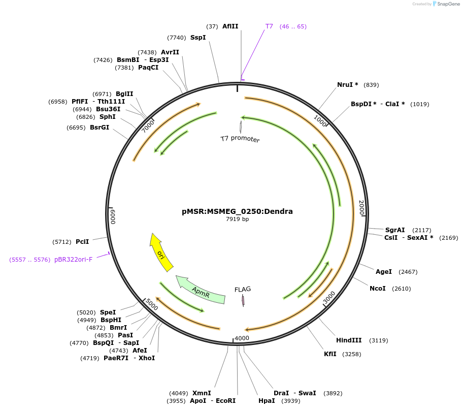 159047-plasmid-map-sequence-id-317226